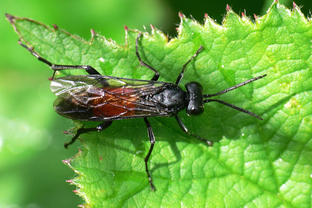 Macrophya annulata