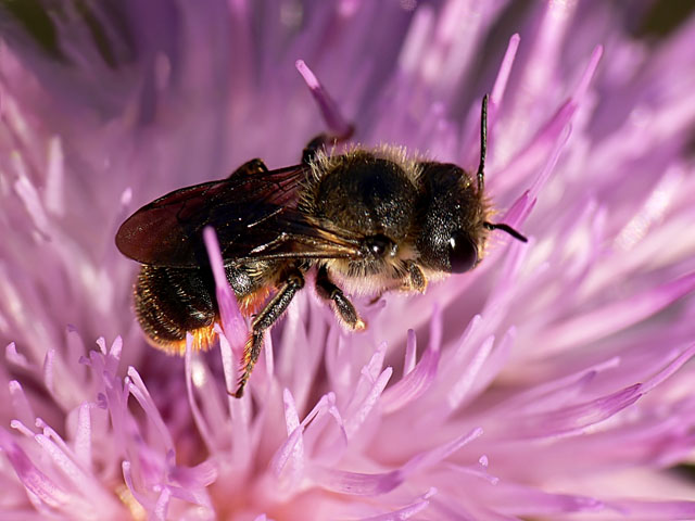 Osmia leaiana