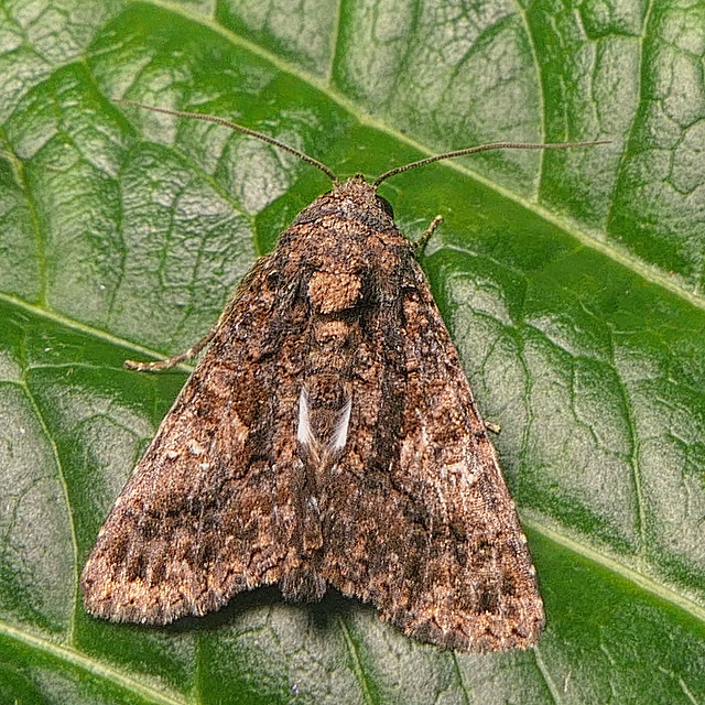 The Sorcerer Moth