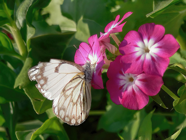 Brown-veined white