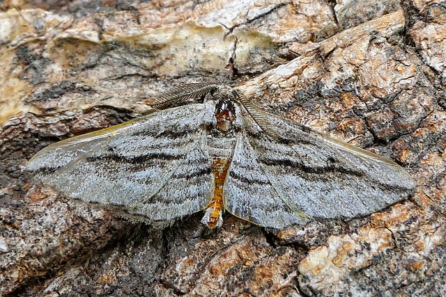 Rambur's Lined moth