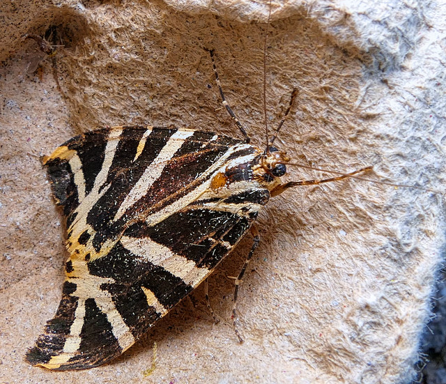 Jersey Tiger