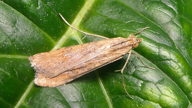 Orange Crest Moth
