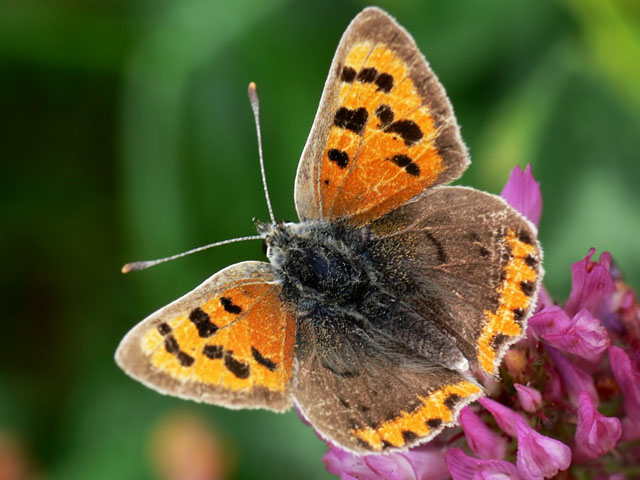 Small Copper (Lycaena phlaeas)