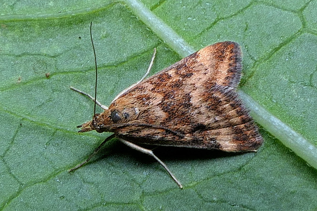 Rambur's Lined Moth