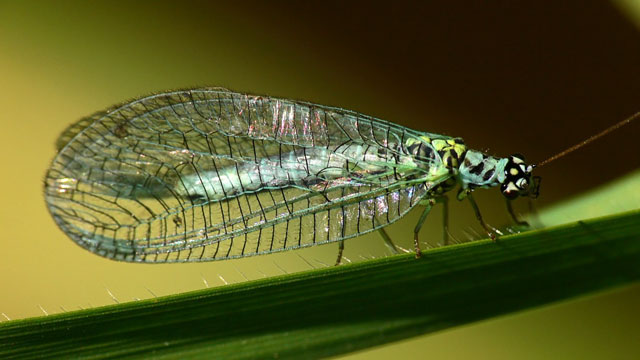 Chrysopa perla