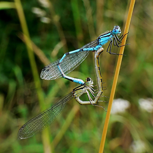 Common Blue Damselfly