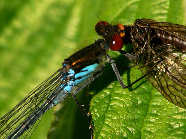 Red-eyed Damselfly - Erythromma najas.