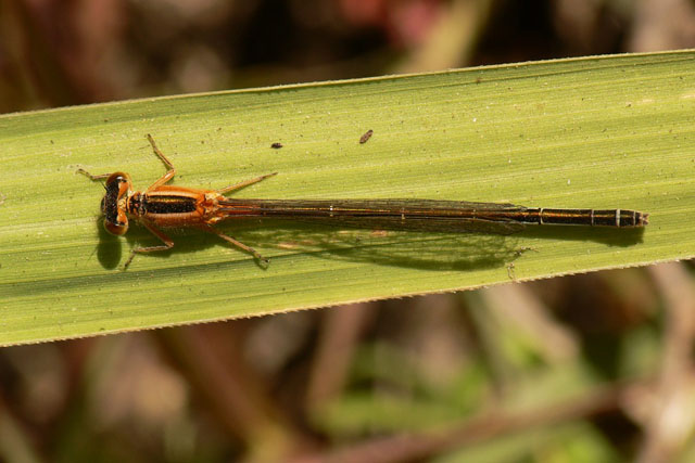 Ischnura senegalensis