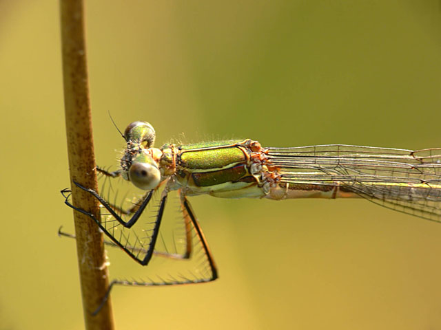 Emerald Damselfly