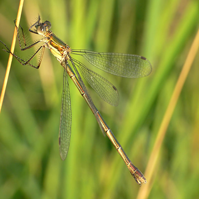 Emerald Damselfly