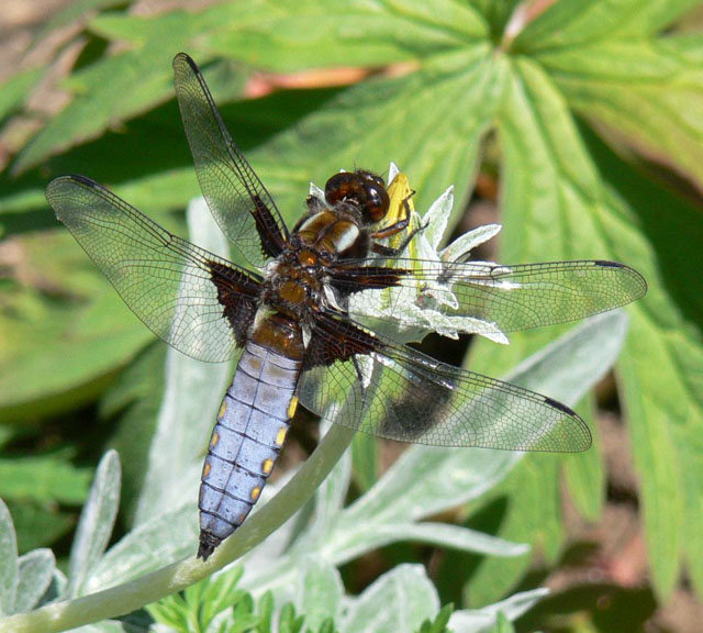 Broad-bodied Chaser