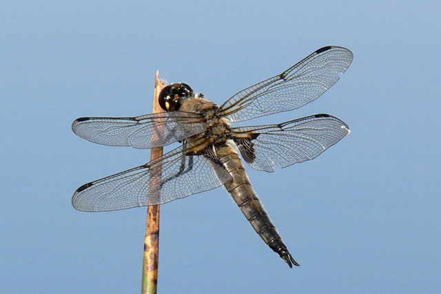 Four Spotted Chaser