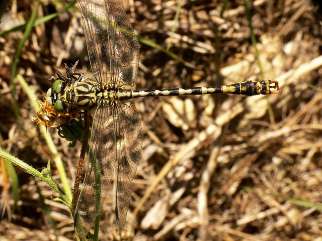 Green-eyed Hooktail - Onychogomphus forcipatus