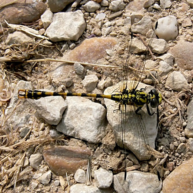 Large Pincertail (Blue-eyed Hooktail) Onychogomphus uncatus