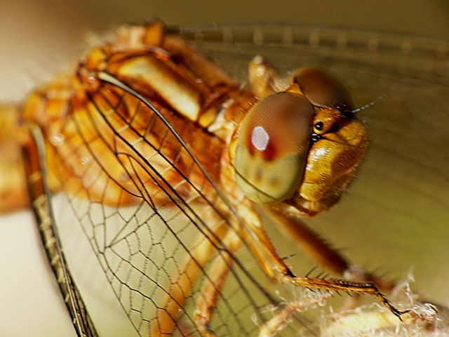 Keeled Skimmer Orthetrum coerulescens