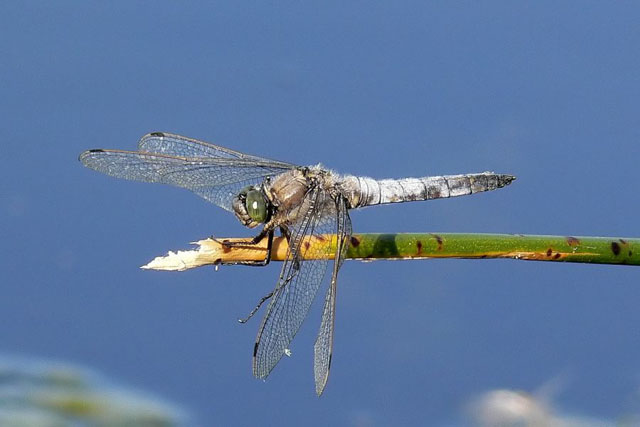 Black-tailed Skimmer