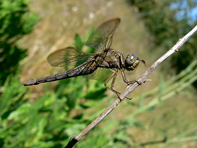 Keeled Skimmer Orthetrum coerulescens