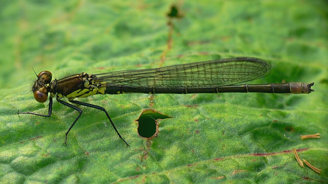 Large Red Damselfly