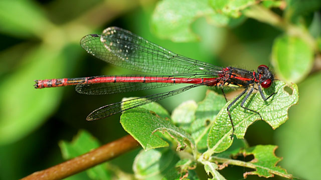 Large Red Damselfly