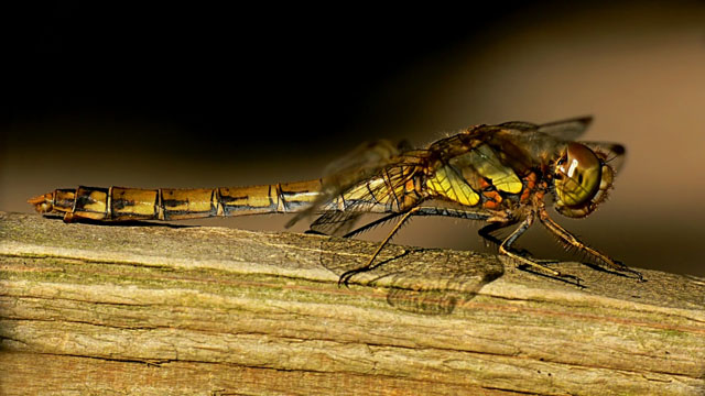 Common darter Sympetrum striolatum