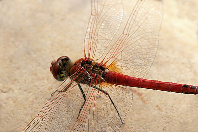 Red-veined darter Sympetrum fonscolombii