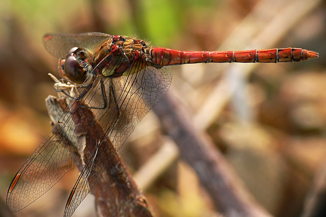 Common darter