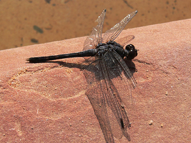 Trithemis sp dragonfly odonata